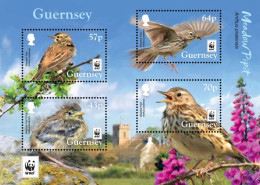 Guernsey 2017 WWF Rare Birds Anthus Pratensis Set Of 4 Stamps In Block Mint - Spatzen