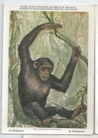 CP : Musée Royal D'histoire Naturelle De Belgique - Mammifères Protégé Au Congo - 2 Le Chimpanzé (2 Scans) - Colecciones Y Lotes