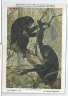 CP : Musée Royal D'histoire Naturelle De Belgique - Mammifères Protégé Au Congo - 3 Le Chimpanzé Nain (2 Scans) - Collections & Lots