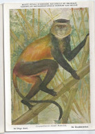 CP : Musée Royal D'histoire Naturelle De Belgique - Mammifères Protégé Au Congo - 8 Le Singe Doré (2 Scans) - Verzamelingen & Kavels