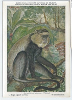 CP : Musée Royal D'histoire Naturelle De Belgique - Mammifères Protégé Au Congo - 7 Le Singe Argenté Ou Bleu (2 Scans) - Verzamelingen & Kavels