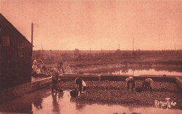 Ile D'oléron * L'ostréiculture Dans L'ile * Huîtres - Ile D'Oléron