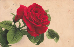 FLEURS PLANTES ARBRES - Fleurs - Une Jolie Rose Rouge - Colorisé -  Carte Postale Ancienne - Blumen
