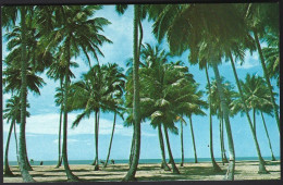 (PAN) CP Photo:Herbert E.Miller-Arbres,palmiers, Puerto Rico's World Renown Luquillo Beach .unused - Puerto Rico