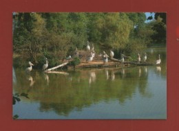 VILLARS LES DOMBES - Parc Départemental Des Oiseaux - Pélicans - Villars-les-Dombes