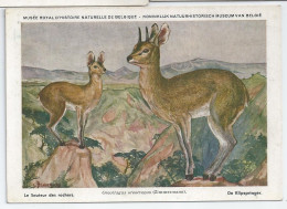 CP : Musée Royal D'histoire Naturelle De Belgique - Mammifères Protégés Au Congo - 13 Le Sauteur Des Rochers (2 Scans) - Verzamelingen & Kavels