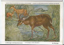 CP : Musée Royal D'histoire Naturelle De Belgique - Mammifères Protégés Au Congo - 16 Antilope Des Marais (2 Scans) - Collections & Lots