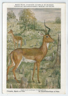 CP : Musée Royal D'histoire Naturelle De Belgique - Mammifères Protégés Au Congo - 14 L'impala (2 Scans) - Collections & Lots