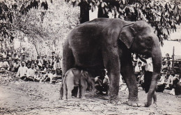 SIAM : Carte Photo Eléphant Blanc à Chiang Mai 1927 Thaïlande Asie White Elephant Thailand - Tailandia