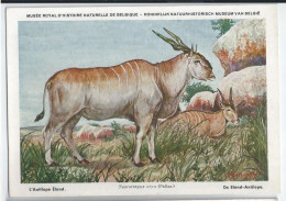 CP : Musée Royal D'histoire Naturelle De Belgique - Mammifères Protégés Au Congo - 19 L'antilope éland (2 Scans) - Collections & Lots