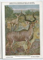 CP : Musée Royal D'histoire Naturelle De Belgique - Mammifères Protégés Au Congo - 17 Le Grand Kudu (2 Scans) - Verzamelingen & Kavels