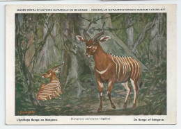 CP : Musée Royal D'histoire Naturelle De Belgique - Mammifères Protégés Au Congo - 18 L'antilope Bongo (2 Scans) - Collections & Lots