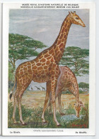 CP : Musée Royal D'histoire Naturelle De Belgique - Mammifères Protégés Au Congo - 22 La Girafe (2 Scans) - Verzamelingen & Kavels