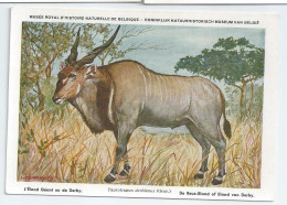 CP : Musée Royal D'histoire Naturelle De Belgique - Mammifères Protégés Au Congo - 20 L'éland Géant (2 Scans) - Verzamelingen & Kavels