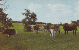 AK 175374 BULL / STIER ...  - USA - Texas Longhorns At Buffalo Ranch - Bull
