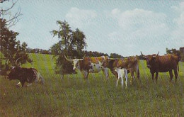 AK 175374 BULL / STIER ...  - USA - Texas Longhorns At Buffalo Ranch - Taureaux