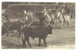 Cpa En Provence , Triage De Taureaux Pour Une Course  ( FO ) - Tauri