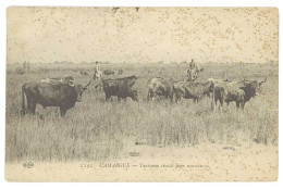 Cpa Camargue - Taureaux Choisis Pour Une Course -état, édit. Eld  ( FO ) - Taureaux