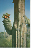 Saguaro Giant  White Flower,, State Flower Of Arisona. Très Droit. Fleur Blanche Désert Géant 2 Scans - Sukkulenten