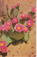 Beaver Tail Cactus, Couleur Rose Milieu Jaune Color Pink Middle Yellow  2 Scans - Sukkulenten