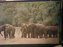 SRI LANKA-ELEPHANTS RUHUNU PARK  N1990 JP3819 - Sri Lanka (Ceylon)