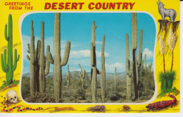 Desert Country, Saguaro Giant Cactus, Fantastic Shapes Photograh Fleurs Blanche Au Sol, Cholla Cactius 4 Cartes    8 Sc - Cactussen