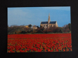 SAINT JEAN TROLIMON - FINISTERE - LA CHAPELLE NOTRE DAME DE TRONOEN / TULIPE FLORE FLEUR FLOWER BLUME - Saint-Jean-Trolimon