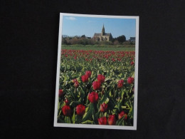 SAINT JEAN TROLIMON - FINISTERE - LA CHAPELLE NOTRE DAME DE TRONOEN / TULIPE FLORE FLEUR FLOWER BLUME - Saint-Jean-Trolimon