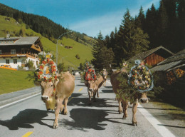 Tyrol - Almbtrieb Bei Gerlos - Gerlos