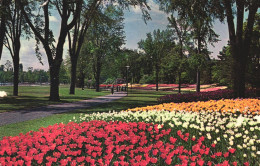 OTTAWA, ONTARIO, PARK, TULIPS, CANADA - Ottawa