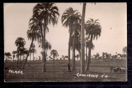 PH - Photo Originale - Argentina, Palmar, Concordia, Entre Rios - Amerika