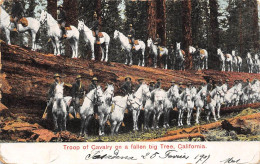 U.S.A  .   California     Troupe De Cavalerie        (voir Scan) - Sonstige & Ohne Zuordnung