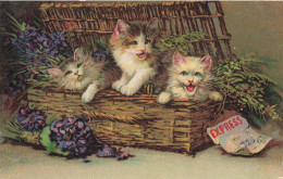 Chat * Cpa Illustrateur * Chats Chatons Dans Un Panier * Cat Katze - Gatti