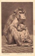 ANIMAUX - Schweinsaffe - Tierfudien AJW  De Veer - Carte Postale Ancienne - Monkeys