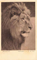 ANIMAUX - Berberlöwe - Tierfiudien AJW De Veer - Carte Postale Ancienne - Löwen