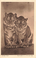 ANIMAUX - Junge Tiger - Tierfiudien AJW De Veer - Carte Postale Ancienne - Tijgers