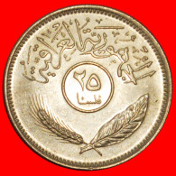 * CANADA (1971-1981): IRAQ  25 FILS 1401-1981 HUSSEIN (1979-2003)! UNC MINT LUSTRE! · LOW START · NO RESERVE! - Irak