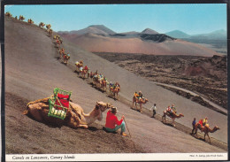 Camels On Lanzarote , Canary Islands - Lanzarote