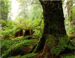 3-11-2023 (1 V 15) Australia - Tasmania - Tree / Arbre - Arbres