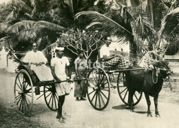 OLD REAL PHOTO RICKSHAW AND BULLOCK HACKERY CEYLON SRI LANKA CARS CARTE POSTAL - Sri Lanka (Ceylon)