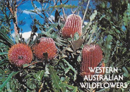 AK 175966 AUSTRALIA - Western Australian Wildflowers - Otros & Sin Clasificación