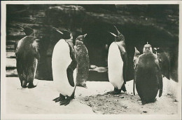 HAMBURG / STELLINGEN - CARL HAGENBECK'S TIERPARK - SUDPOLAR PANORAMA - KONIGS PINGUINE - 1930s (16861) - Stellingen