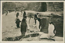 HAMBURG / STELLINGEN - CARL HAGENBECK'S TIERPARK - SUDPOLAR PANORAMA - GOLDSCHOPF PINGUINE - 1930s (16863) - Stellingen