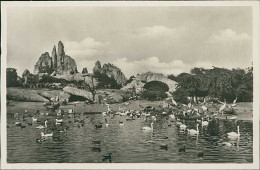 HAMBURG / STELLINGEN - CARL HAGENBECK'S TIERPARK - GROBER VOGELTEICH - IM HINTERGRUND - AFRIKANISCHE  - 1930s (16864) - Stellingen