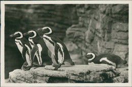 HAMBURG / STELLINGEN - CARL HAGENBECK'S TIERPARK - SUDPOLAR PANORAMA ESEL PINGUINE - 1930s - EXCELLENT CONDITION (16868) - Stellingen