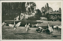 HAMBURG / STELLINGEN - CARL HAGENBECK'S TIERPARK - SARUS KRANICHE AM VOGELTEICH - 1930s (16876) - Stellingen