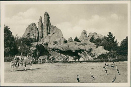 HAMBURG / STELLINGEN - CARL HAGENBECK'S TIERPARK - AFRICANISCHE STEPPE ANTILOPEN ZEBRAS UND KRONENKRANICHE 1930s (16877) - Stellingen