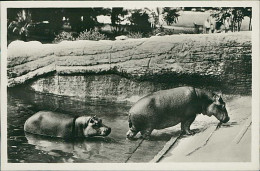 HAMBURG / STELLINGEN - CARL HAGENBECK'S TIERPARK - AFRICANISCHE STEPPE - NILPFERDE / HIPPOS -  1930s (16878) - Stellingen