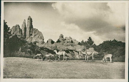 HAMBURG / STELLINGEN - CARL HAGENBECK'S TIERPARK - AFRIKANISCHE STEPPE -  1930s (16881) - Stellingen