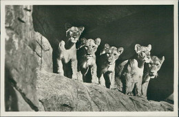 HAMBURG / STELLINGEN - CARL HAGENBECK'S TIERPARK - LÖWINNEN IN DER LÖWENSCHLUCHT / LIONESSES -  1930s (16883) - Stellingen